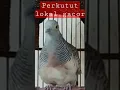 Download Lagu burung perkutut lokal gacor bikin emosi lawan