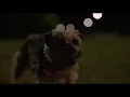 Strays 2023 Reggie and bug fight