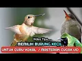 Download Lagu memilih burung kecil untuk guru vokal / masteran cucak ijo
