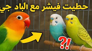 حطّيت فيشر مع البادجي لأول مرة… وشوفوا إيش صار! 😱🐦