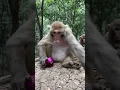 Download Lagu This Monkey Just Outsmarted Everyone! 🐒💡