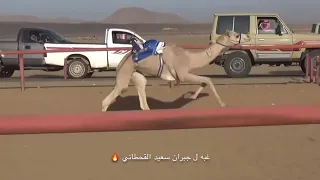 تصميم هجن دندنها