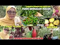 Lagu Panen bermacam-macam || mingguan nyore di ladang sendirian dapat hasil banyak ⁉️
