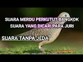 Download Lagu suara merdu perkutut bangkok