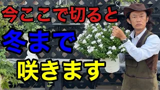 【ラストチャンス】今咲いてる花は絶対にそのままにしないで下さい　　【園芸超人カーメン君】【ガーデニング】【初心者】