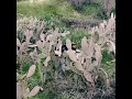 YellowStone - BONES & Eddy Baker