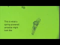 amoeba and a string of algae