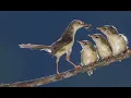 Download Lagu SUARA ANAKAN BURUNG CIWAH/CIBLEK PARI COCOK BUAT MEMANGGIL INDUKANNYA@Mudi Channel