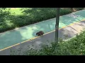 Raccoon in broad daylight at Yangjaecheon Stream