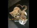 BOWKYLION Feat. BOWKYLION - ยิ้มมา (Crush) (speed up)