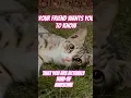Download Lagu #cat