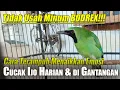 Download Lagu TERKUAK! TIPS CARA MENAIKKAN EMOSI BURUNG CUCAK IJO |  MENGATASI CUCAK IJO KURANG EMOSI DI GANTANGAN