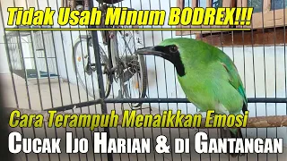 revealed tips on how to increase the emotions of the ijo cucak bird overcoming lack of emotion 