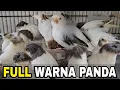 Lagu FULL CUANNN‼️HARGA PAUD WARNA PANDA TERNYATA MAHAL BANGET BURUNG INI