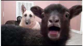 What the what gif but looped