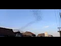 Download Lagu SARANG BURUNG WALET, JUTAAN BURUNG WALET MELINTASI JALAN PANTURA JAMBLANG CIREBON #WALET #SARANG