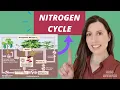 NITROGEN CYCLE A level biology AQA Saprobionts nitrogen-fixing ammonification nitrification