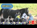 Download Lagu 5回連続2着からようやく抜け出せて金子オーナーにほめられるチザルピーノ