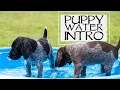 Developing A Litter Of Puppies - Socialization Continues