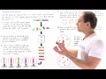 Building and Screening Genomic Libraries