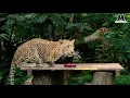 Ice Pops for Big Cats