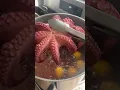 Download Lagu Pulpo a la Gallega. #octopus #pulpo #tako
