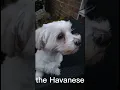 Why you should own a Havanese dog