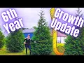 6th Year Growth Update Thuja Green Giant Arborvitae Trees 2024