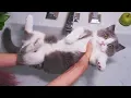 Kitten s First Bath Does Coco Like Water