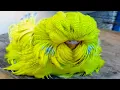 Download Lagu 20 Burung Paling Unik di Dunia