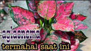 Download Aglaonema termahal 2020 || aglaonema termahal di Indonesia MP3