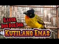 Download Lagu Masteran Suara Kutilang Emas Gacor DorDorDor Pancingan Pikat Nyaut