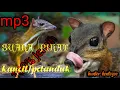 Download Lagu suara pikat kancil mp3, pikat suara kancil suara pikat kancil pelanduk, suara pelanduk atau kancil,