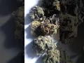 Gelato cookies strain