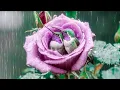 Download Lagu Deep Healing Music with Bird and Rain 🕊️ Heals The Whole Body \u0026 Helps Improve Memory ♥️