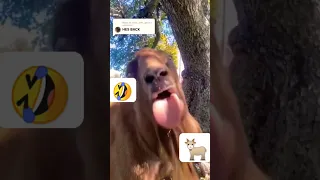 صوت الماعز او التيس مضحك This Goat Is My Spirit Animal Shorts Funny Youtubeshorts اكسبلور Explore 