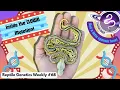 Inside the Clown Genetic Test Leviathan Snakes Shout Out - RGW Ep68