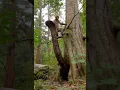 Download Lagu A monkey 🐒 surprise with a Big pythons 🐍 snake along the road #wildlife #cobra #python #snake
