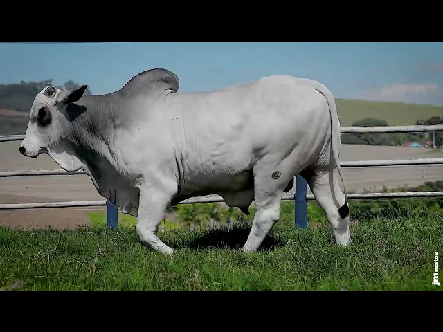 Touro Nelore SGN - 2387