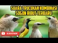 Download Lagu Suara Trucukan Ribut Kombinasi Dengan Suara Sogon|| Untuk Pikat Burung Kecil Ampuh Terbaru