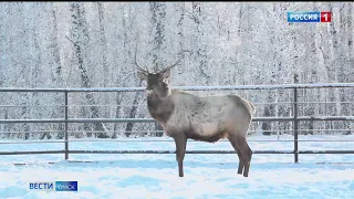 «Вести Омск», итоги дня от 13 февраля 2023 года