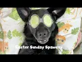 My dog booked a Spa Massage on Easter Sunday