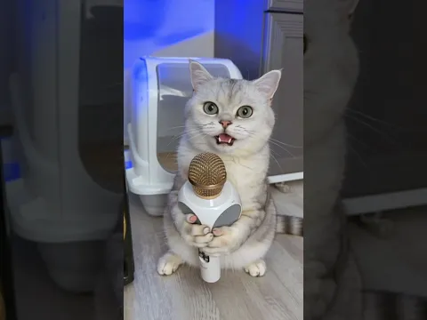 МАРСЕЛЬ ЛЮБИТ ПЕТЬ #cat #топ