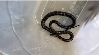 Common Krait Snake Release Time Ambala Cantt Shorts Short Viral Snake Viralvideo Wildlife 