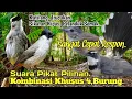 Download Lagu SUARA PIKAT BURUNG KUTILANG. TRUCUKAN. SIKATAN KIPAS. PELANDUK SEMAK..