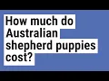 How much do Australian shepherd puppies cost