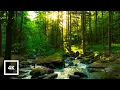 Download Lagu Forest Stream Sounds with Birdsong | Relaxing Nature Sounds for Meditation | 4K Woodland Ambience