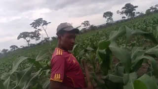 JANE MBESHI UJUMBE WA KUONYESHA MASHAMBA YAKE 2025 