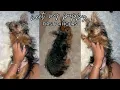 FIRST 24 HOURS W MY GIRL TEACUP YORKIE PUPPY TIPS TRICKS TayyLiz