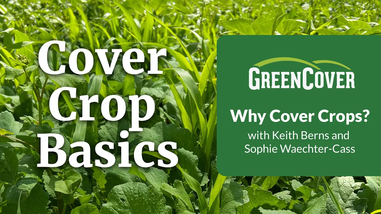 Cover Crop Basics Part 1: Why Plant Cover Crops?